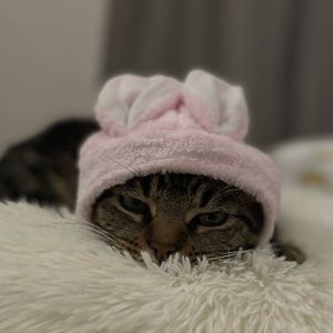 Meet your Posher, Juliet